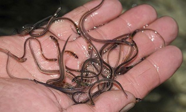 Nhung cach cham soc sac dep kinh di va nguy hiem tren the gioi