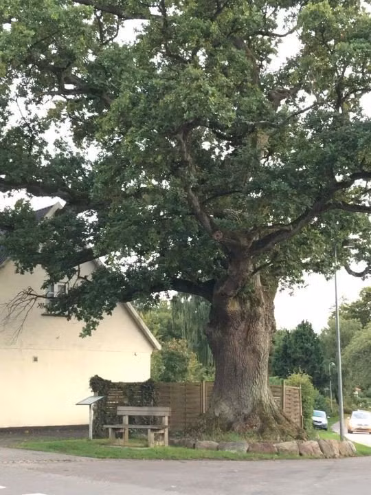 Ky la loai nam “bo nao dam mau” moc ra tu goc cay-Hinh-2