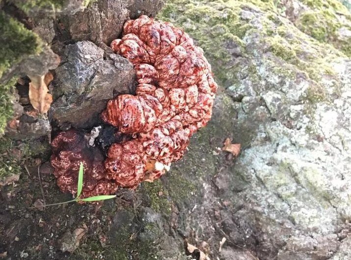 Ky la loai nam “bo nao dam mau” moc ra tu goc cay