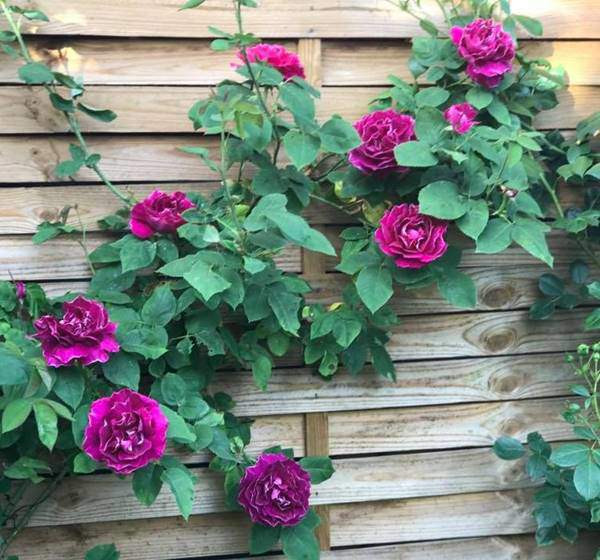 Nhìn những loài hoa đua nhau khoe sắc, ai cũng ước mình có mảnh đất đủ rộng cho niềm đam mê nho nhỏ ấy. Khu vườn với trăm hoa rực rỡ ấy luôn là chốn đi về bình yên của chị Hoàng Lan sau những bận rộn công việc và bộn bề cuộc sống.