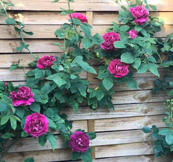 Nhìn những loài hoa đua nhau khoe sắc, ai cũng ước mình có mảnh đất đủ rộng cho niềm đam mê nho nhỏ ấy. Khu vườn với trăm hoa rực rỡ ấy luôn là chốn đi về bình yên của chị Hoàng Lan sau những bận rộn công việc và bộn bề cuộc sống.