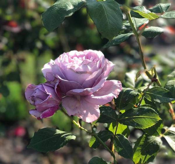 Ngắm vườn hồng đẹp như trong tranh vẽ của chị Hoàng Lan, nhiều người cảm thấy nể phục và ngưỡng mộ. Chủ nhân của khu vườn chia sẻ rằng, nếu có tình yêu hoa và niềm đam mê thực sự, cần mẫn học hỏi từng ngày, chắc chắn chỉ một thời gian sau, bạn sẽ sở hữu những giàn hoa thật đẹp như chính chị đã từng ngưỡng mộ những khu vườn mà mình nhìn thấy.