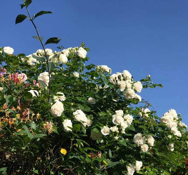 Chia sẻ kinh nghiệm trồng hoa hồng, chị Hoàng Lan cho biết:" Để cây có đủ chất dinh dưỡng, chị thường cắt cỏ để ủ phân hữu cơ. Ngoài cỏ, chị còn sử dụng vỏ của trái cây hay cây lá được cắt tỉa trong vườn. Tất cả cho vào thùng ủ qua mùa đông. Đến mùa hè sẽ lấy ra bón cho từng gốc hoa.