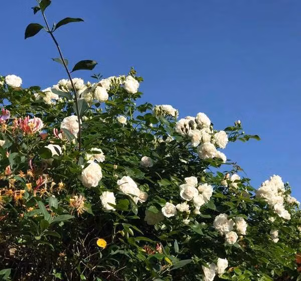 Chia sẻ kinh nghiệm trồng hoa hồng, chị Hoàng Lan cho biết:" Để cây có đủ chất dinh dưỡng, chị thường cắt cỏ để ủ phân hữu cơ. Ngoài cỏ, chị còn sử dụng vỏ của trái cây hay cây lá được cắt tỉa trong vườn. Tất cả cho vào thùng ủ qua mùa đông. Đến mùa hè sẽ lấy ra bón cho từng gốc hoa.