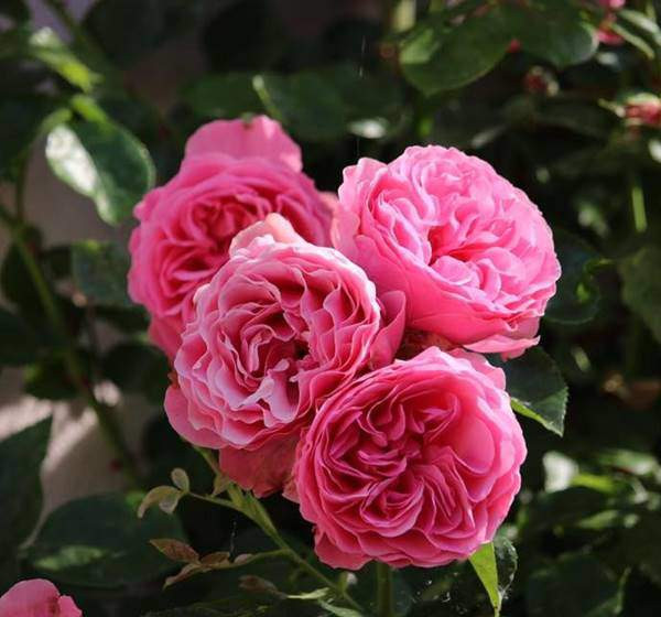 Mỗi giống hoa hồng mang một hương sắc riêng, đặc tính riêng.