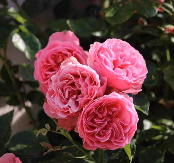 Mỗi giống hoa hồng mang một hương sắc riêng, đặc tính riêng.