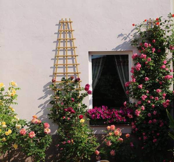 Chị Hoàng Lan trồng hoa hồng hai bên hông nhà nên khi hoa nở làm rực rỡ lối đi và ngát hương thơm từ sân trước ra vườn sau. Dù có bao lo toan bộn bề nhưng mỗi khi được trở về nhà là quên hết, tâm hồn thư thái, bình yên.