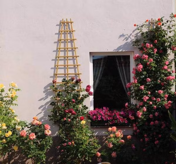 Chị Hoàng Lan trồng hoa hồng hai bên hông nhà nên khi hoa nở làm rực rỡ lối đi và ngát hương thơm từ sân trước ra vườn sau. Dù có bao lo toan bộn bề nhưng mỗi khi được trở về nhà là quên hết, tâm hồn thư thái, bình yên.