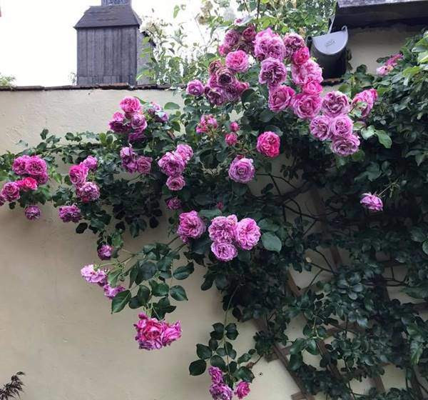 Là một người yêu thiên nhiên, khéo léo và đảm đang, chị Hoàng Lan trồng rất nhiều loại hoa trong vườn nhà như : mẫu đơn, diên vĩ, mộc lan, tử đằng, tulip, thủy tiên, cẩm chướng…. Tuy nhiên, loài hoa chị yêu thích và có mặt nhiều nhất trong khu vườn có lẽ là hoa hồng.