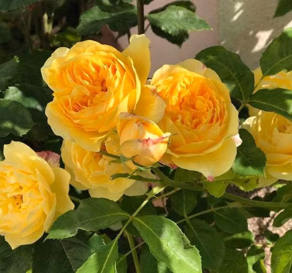 Những loài hoa liên tục đua nhau khoe sắc hương, chính vì vậy vườn nhà chị không bao giờ thiếu hoa nở.