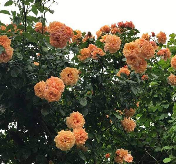 Ngoài ra chị còn tỉa cành non yếu, leo thang vít cành đối với hồng leo. Khi cây bị bệnh phấn trắng, đốm đen, sâu, rệp xanh… chị thường mò mẫm xịt thuốc theo kinh nghiệm. May mắn là vườn hồng của chị ngày càng đẹp, rực rỡ, sai hoa và khỏe mạnh theo năm tháng.