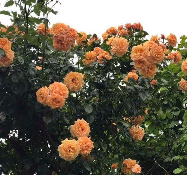 Ngoài ra chị còn tỉa cành non yếu, leo thang vít cành đối với hồng leo. Khi cây bị bệnh phấn trắng, đốm đen, sâu, rệp xanh… chị thường mò mẫm xịt thuốc theo kinh nghiệm. May mắn là vườn hồng của chị ngày càng đẹp, rực rỡ, sai hoa và khỏe mạnh theo năm tháng.