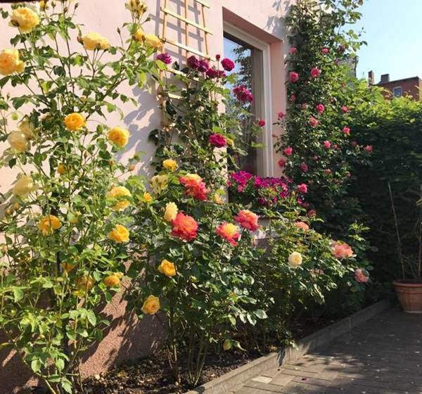 Sau mỗi đợt hoa tàn, chị cắt tỉa ngay bông hoa tàn đi và bón thêm các loại dinh dưỡng để cây có thêm thức ăn, cho hoa đẹp, nở to đều và bóng hơn.