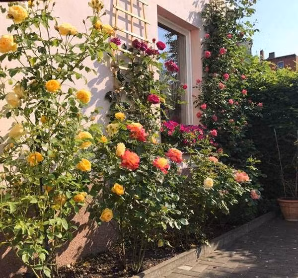 Sau mỗi đợt hoa tàn, chị cắt tỉa ngay bông hoa tàn đi và bón thêm các loại dinh dưỡng để cây có thêm thức ăn, cho hoa đẹp, nở to đều và bóng hơn.