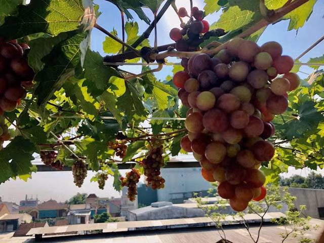 Nhờ làm theo hướng dẫn và chăm sóc tốt nên 6 cây nho của gia đình chị Nga đều phát triển và cho trái khá sai. Dù mới trồng và mới cho ra quả nhưng những chùm nho của nông dân phố Quảng Ngãi đều có vị ngọt, ngon và thơm.