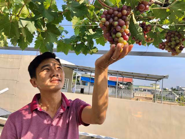 "Với mục đích trồng thử và để lấy bóng mát, làm cảnh cho sân thượng nên vụ vừa rồi gia đình tôi cũng chưa tính thử xem năng suất thế nào. Ngoài sử dụng trong gia đình, nho thu hoạch, tôi mang tặng cho người thân và bạn bè", chị Nga cho biết.