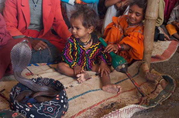 Rắn được xem như biểu tượng của sự bất tử, được kính trọng như con vật linh thiêng. Người Ấn còn dành riêng cho rắn ngày tết vào tháng tám hàng năm.