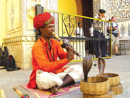 Để làm cho những con rắn hổ mang hung dữ nghe lời, người Vadi sử dụng kỹ thuật thôi miên bằng những tiếng kèn. Khi bị thôi miên, rắn hổ mang sẽ dựng đứng, phồng má, lắc lư theo nhạc điệu của “nghệ sĩ”.