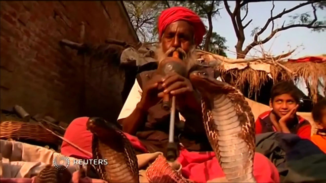 Người Vadi tiếp xúc rắn ngay từ khi còn nhỏ. Ở đây, mọi đứa trẻ đều phải học để trở thành người thôi miên rắn trong suốt 10 năm. Các bé trai học cách biểu diễn với con rắn cùng cây kèn của mình, bé gái được dạy cách chăm sóc và nuôi dưỡng chúng. Đến năm 12 tuổi, những đứa trẻ có thể biết nhiều kiến thức về rắn và sẽ “tốt nghiệp” khóa học thôi miên rắn.