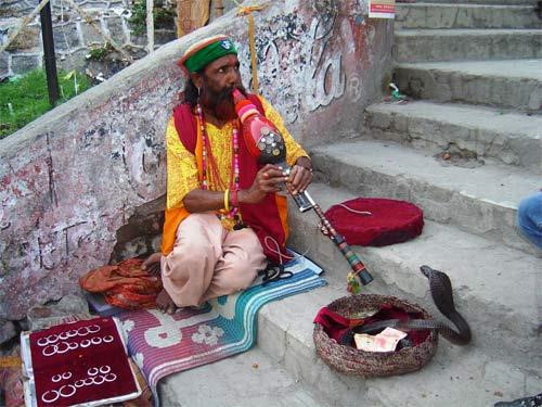 Theo kinh nghiệm của người Vadi, họ không nuôi một con rắn quá 7 tháng. Bởi nếu không được thả tự do sau 7 tháng, rắn hổ mang sẽ rất hung dữ, có thể gây nguy hiểm cho con người.