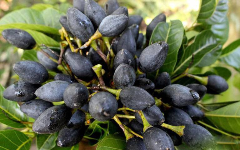 Loai qua den xi, xau xi nhung gia dat hon thit