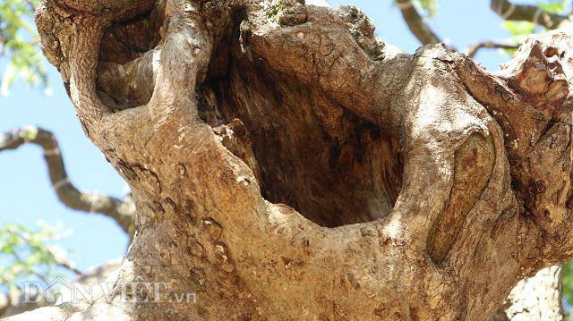 Trên thân cây, với nhiều vết sẹo lớn nhỏ đã khiến cây me mang vẻ cổ kính, thăng trầm qua thời gian. Ông Phong đã phải thuê cẩu 8 tấn để đưa cây me chua từ Đồng Nai vào Đà Lạt tham gia triển lãm.