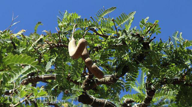 Hiện tại, trên cây me có khá nhiều quả, ông Phong trước đó không có ý định đưa cây me đi triển lãm nhưng sau đã thay đổi ý định nên không kịp thời gian để hoa. Nếu có ý định, ông Phong đã chăm sóc đặc biệt và để cây ra hoa, kết trái thì vẻ đẹp cũng như giá trị của cây sẽ tăng lên rất nhiều.