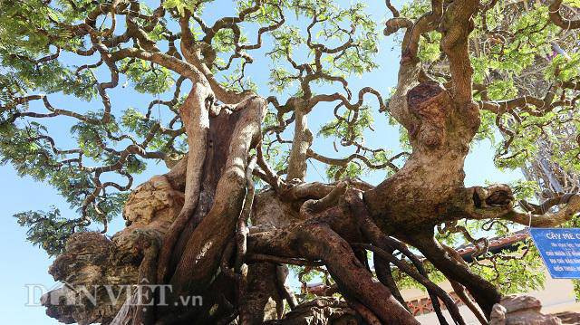 Hiện nay, cây me chua khoảng 60 năm tuổi của ông Phong vẫn chưa được đặt tên. Ông Phong cũng cho biết, trải qua nhiều gia đoạn và "biến cố" thời tiết, hiện nay cây me đang phát triển tốt với 3 thân chính, cùng bộ rễ khỏe mạnh. Đến nay, sau 10 năm, ông Phong mới tạo được bộ tán hoàn chỉnh cho cây me này.