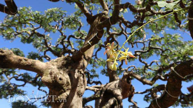 Tuy nhiên, trên cây me vẫn có khá nhiều hoa trái vụ.