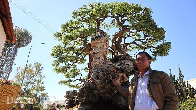 Ông Phong chia sẻ, việc định giá cây cảnh là rất khó, nó tùy thuộc vào sở thích và niềm đam mê của mỗi người. Nếu ai có cùng đam mê thì ông sẽ giao lưu với sự thống nhất của cả hai bên. Hiện tại, ông Phong vẫn còn khoảng 10 cây me khác trong bộ sưu tập của mình.