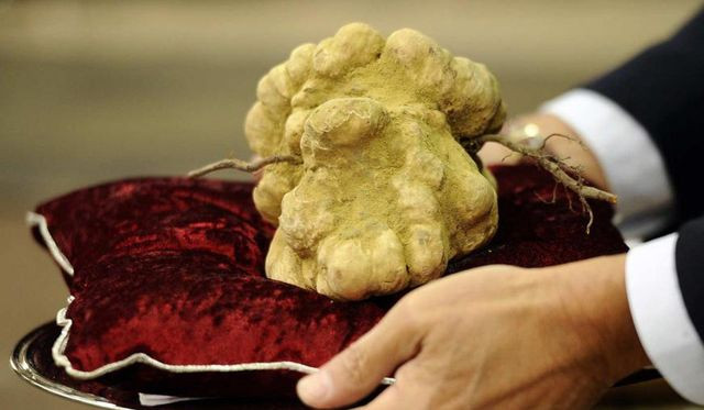 8. Nấm cục trắng Alba, Piemonte, Ý Khi nói đến thực phẩm đắt tiền, nấm cục luôn trong danh sách đứng đầu. Loại nấm trắng quý hiếm này được bán đấu giá với số tiền 6.000 đôla. Món đồ ăn đắt đỏ (nặng khoảng 1kg) lần đầu tiên được tìm thấy ở vùng Alba của Ý và hiện được Peppe Luele, chủ nhà hàng La Massarie sang trọng ở Florida, Hoa Kỳ, sở hữu.