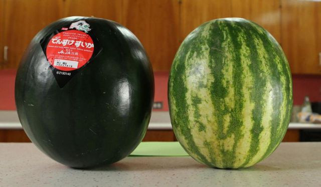 7. Dưa hấu Densuke, Hokkaido, Nhật Bản Trong khi bạn đang mặc cả 30.000 đồng cho một cân dưa hấu thì người sành ăn trên thế giới đang chi tiêu hàng nghìn đôla cho một quả dưa. Loại quả đặc biệt này là dưa hấu Densuke, trồng ở thị trấn Toma, Nhật Bản, bán với giá 5.000 đôla/kg. Dưa có hình tròn, vỏ đen và hương vị độc đáo.