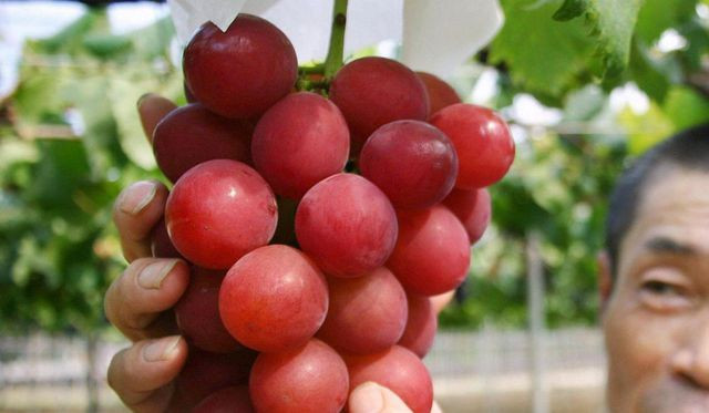 2. Nho Ruby Roman, quận Ishikawa, Nhật Bản Nhật Bản là quốc gia của những điều kì lạ. Một trong số đó là nho Ruby Roman. Giống nho màu đỏ quý hiếm này có kích thước tương đương quả bóng bàn, được trồng độc quyền ở quận Ishikawa, Nhật Bản. Chỉ những chùm nho đáp ứng được các tiêu chí về trọng lượng và hàm lượng đường mới đủ điều kiện để đưa ra thị trường với giá bán lên đến 360 đôla/1kg.