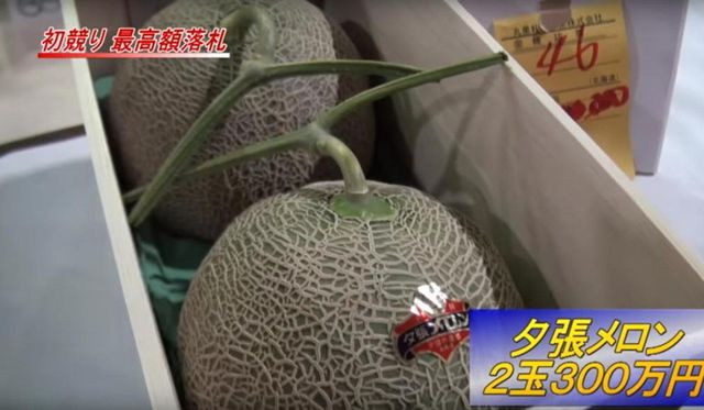 12. Dưa Vua Yubari, Yubari, Nhật Bản Dưa vua Yubari xếp hạng hàng đầu của trái cây. Nó được trồng ở miền bắc Nhật Bản, khu vực Yubari. Dưa có hình tròn hoàn hảo với lớp vỏ đặc biệt mịn. Dưa Yubari nổi tiếng nhờ độ ngọt và chất lượng độc đáo. Giá bán loại trái cây này có thể lên tới 12.000 đôla/kg.