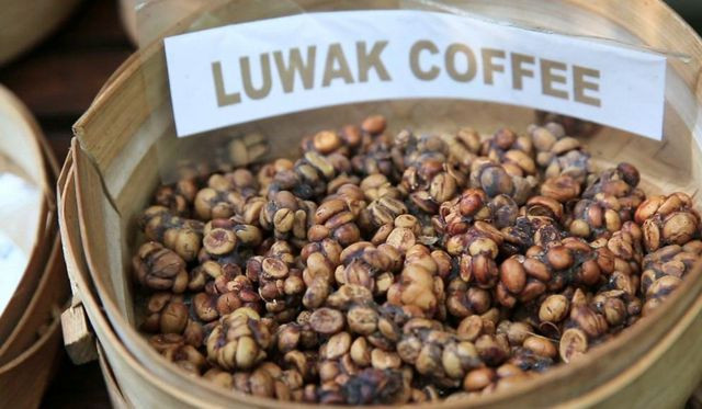 5. Cà phê Kopi Luwak, Indonesia Đây thực chất là cà phê chồn. Quá trình lên men xảy ra khi chồn ăn hạt cà phê và thải ra ngoài, sau đó được người dân thu nhặt lại. Ngày nay, nó trở thành loại cà phê đắt nhất thế giới. Một kilogam cà phê kopi luwak nguyên chất được bán với giá 1.000 đôla.