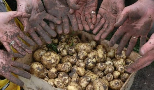 3. Khoai tây La Bonnotte, Noirmoutier, Pháp Được trồng độc quyền trên hòn đảo Noirmoutier, khoai tây La Bonotte là một loại rau quý hiếm. Loại khoai này nổi tiếng với hương vị phức tạp của mình. Người ta nói rằng, khoai có vị chanh, đất, và cả vị của biển. Chỉ có 20.000kg khoai La Bonotte được thu hoạch mỗi năm, đó là lý do tại sao nó có giá lên đến 600đôla/ kg.
