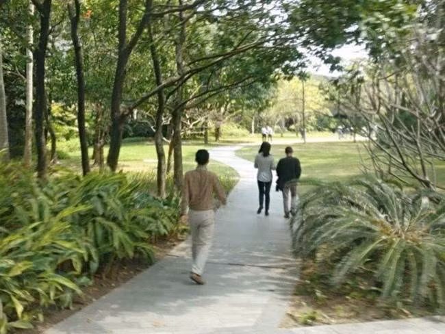 Khu vực này có rất nhiều cây xanh, mát mẻ.