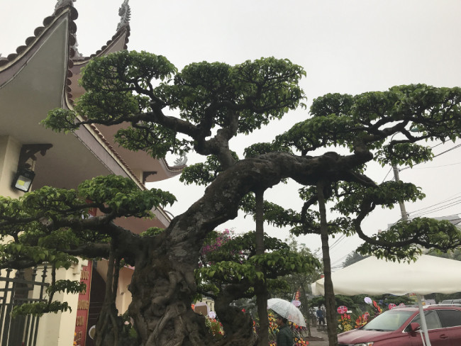 Khi hỏi về giá của cây, chủ nhân cho biết “Độc long kim cương” có giá trị rất lớn. Có khách từng đến trả giá cả chục tỷ đồng để sở hữu cây sanh cổ này. Tuy nhiên, đây là một trong số những tác phẩm ông yêu thích tại vườn của mình nên ông chưa có ý định bán.