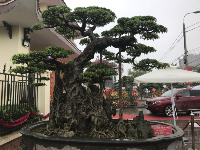 Rễ của cây được thiết kế bám chặt vào phiến đá rêu phong cũng góp phần tạo nét cổ kính cho tác phẩm. Cây sanh cổ này được chủ nhân của nó đưa đi nhiều triển lãm sinh vật cảnh trên cả nước.