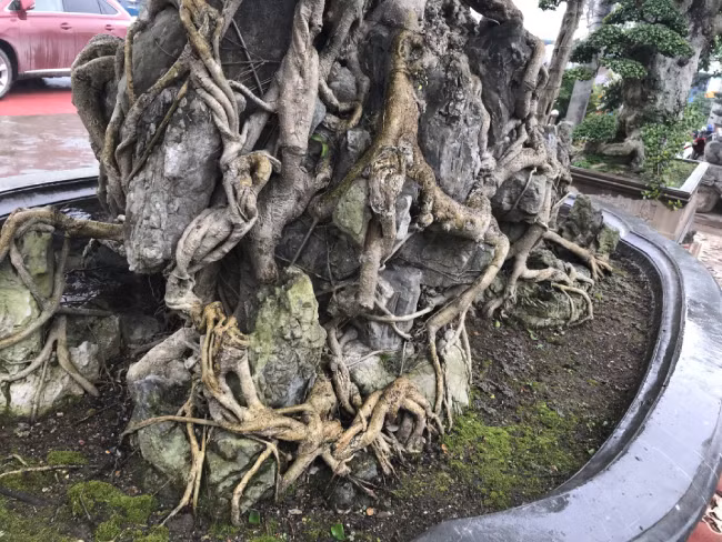 Ông tốn nhiều công sức cũng như thời gian mới có được dáng cây này. Vì vậy, khi đã tạo được dáng “long”, cây được nâng giá trị hơn nhiều lần.