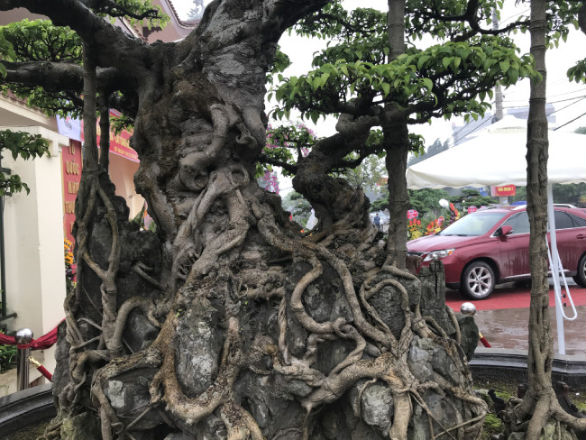 Tại thời điểm đó, ông đã chi vài trăm triệu đồng để sở hữu được tác phẩm này. Theo ông, cây sanh có tuổi đời hàng trăm năm tuổi. Gốc và rễ của cây có những vết sần sùi theo năm tháng.