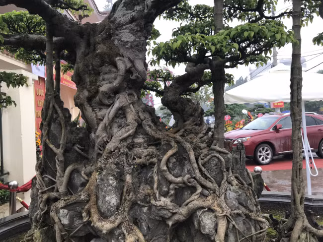 Tại thời điểm đó, ông đã chi vài trăm triệu đồng để sở hữu được tác phẩm này. Theo ông, cây sanh có tuổi đời hàng trăm năm tuổi. Gốc và rễ của cây có những vết sần sùi theo năm tháng.