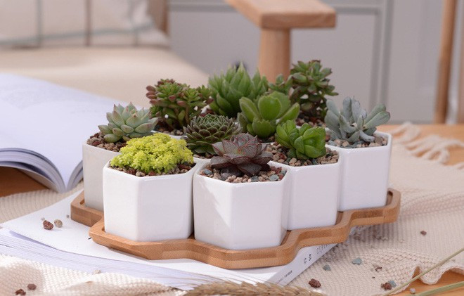 Vat pham phong thuy giup 12 con giap dem tien moi tay nam 2019-Hinh-2