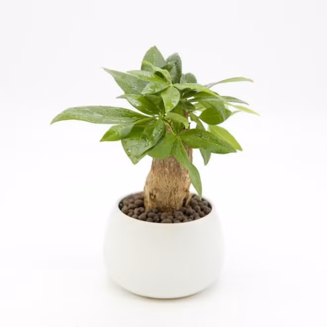 Trong cay kim ngan vua dep, vua don va giu tai loc day nha-Hinh-2