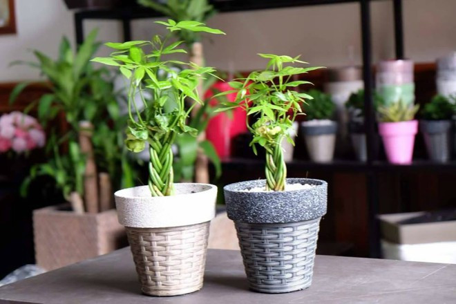 Trong cay kim ngan vua dep, vua don va giu tai loc day nha-Hinh-3