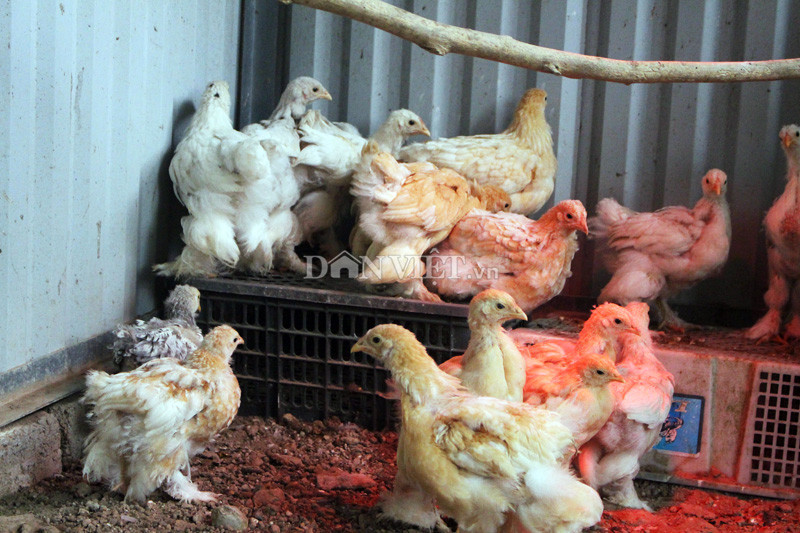 15 trieu doi ga, dai gia van xuong tien vi 