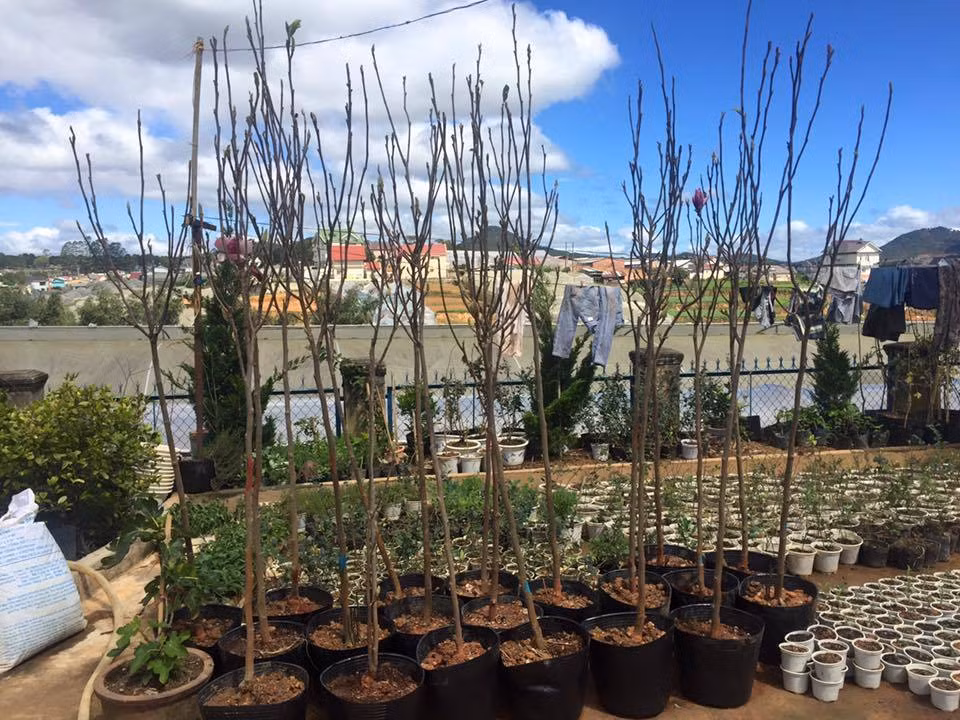 Su that giau kin ve goc cay nhu cui kho tra 160 trieu khong ban-Hinh-3