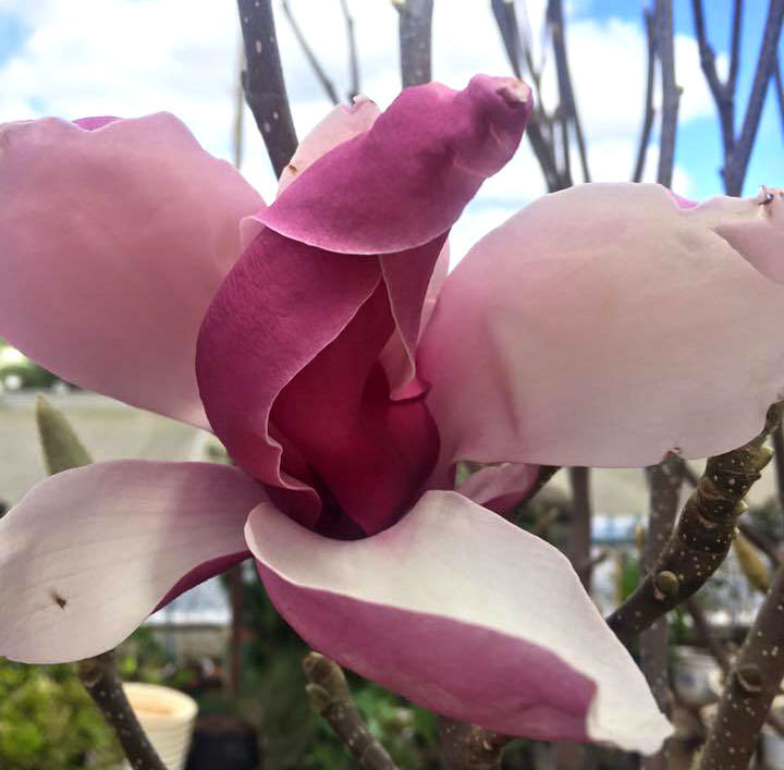 Su that giau kin ve goc cay nhu cui kho tra 160 trieu khong ban-Hinh-2