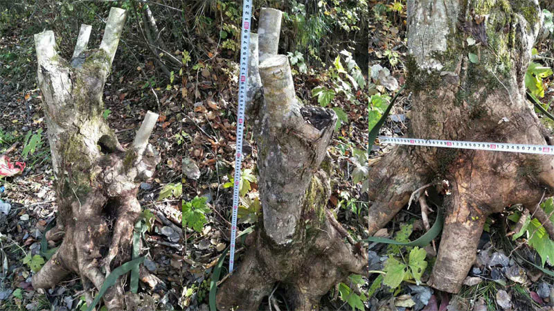 Su that giau kin ve goc cay nhu cui kho tra 160 trieu khong ban