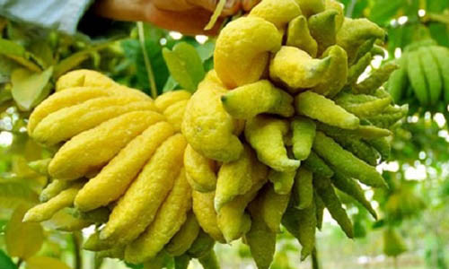 Su that ve qua phat thu nha nao cung tho cung dip Tet nguyen dan?